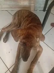 Cachorro raça SRD-ViraLata idade 7 a 11 meses nome Atena