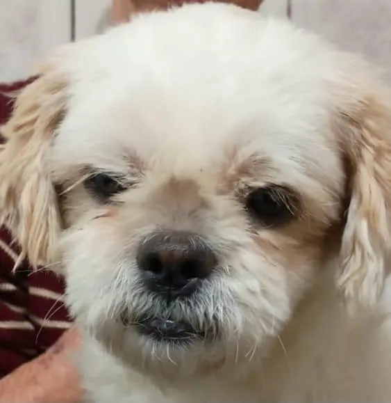 Cachorro raça Shitzu idade 2 anos nome bolinha/luke