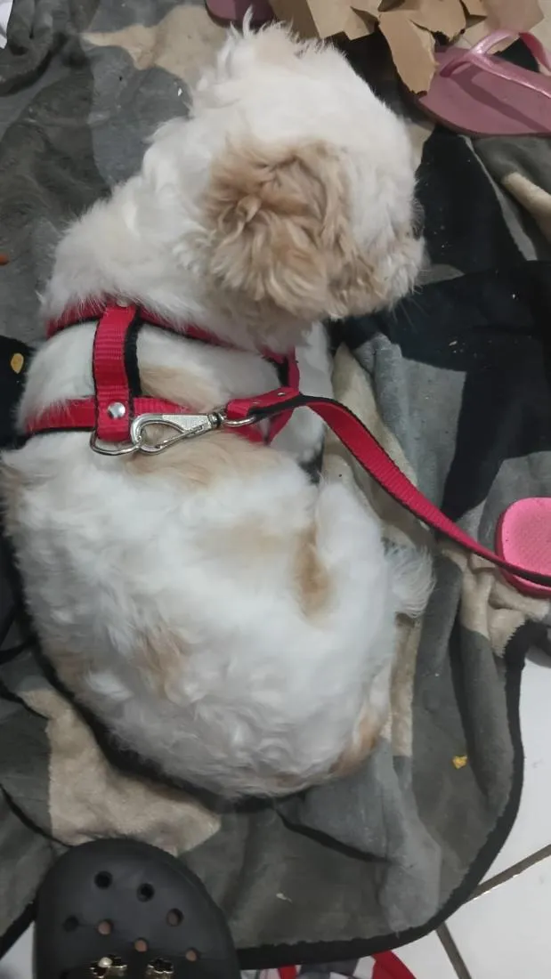 Cachorro raça Shitzu idade 2 anos nome bolinha/luke