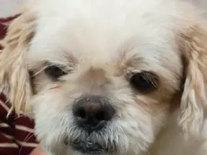 Cachorro raça Shitzu idade 2 anos nome bolinha/luke