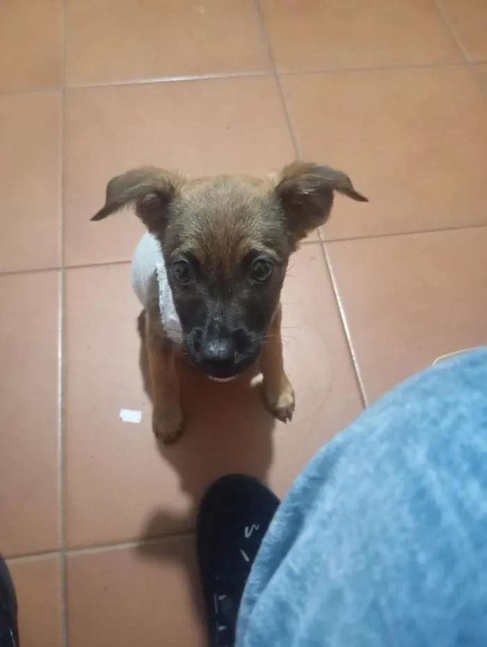 Cachorro raça SRD-ViraLata idade 7 a 11 meses nome Kakau
