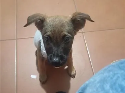 Cachorro raça SRD-ViraLata idade 7 a 11 meses nome Kakau