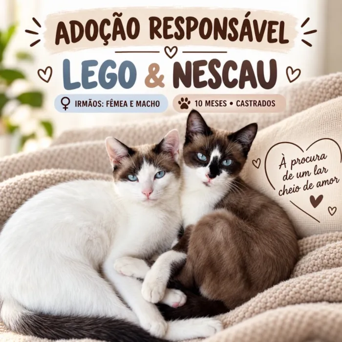 Gato raça SRD-ViraLata idade 7 a 11 meses nome Lego e Nescau