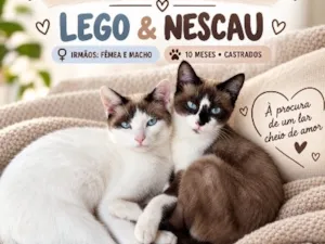 Gato raça SRD-ViraLata idade 7 a 11 meses nome Lego e Nescau