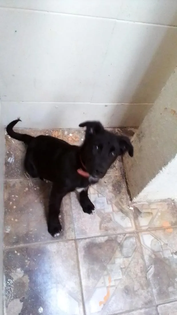 Cachorro raça Labrador idade 3 anos nome spaik