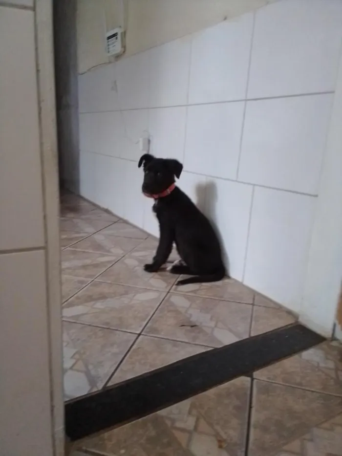 Cachorro raça Labrador idade 3 anos nome spaik