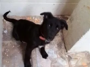 Cachorro raça Labrador idade 3 anos nome spaik