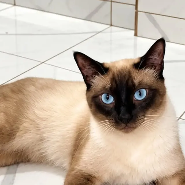 Gato raça Siamês idade 7 a 11 meses nome Chocolate