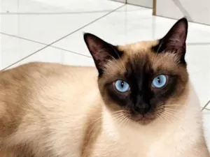 Gato raça Siamês idade 7 a 11 meses nome Chocolate