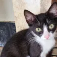 Gil
