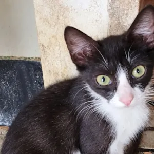 Gato raça SRD-ViraLata idade 2 a 6 meses nome Gil