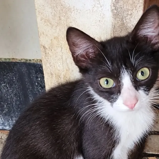 Gato raça SRD-ViraLata idade 2 a 6 meses nome Gil