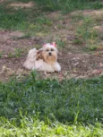 Dolly 