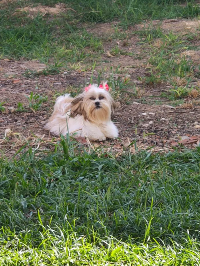 Cachorro raça Shitzu idade 2 anos nome Dolly 