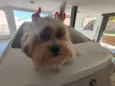 Dolly 