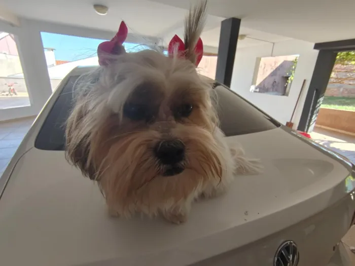 Cachorro raça Shitzu idade 2 anos nome Dolly 