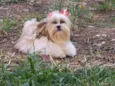 Dolly 