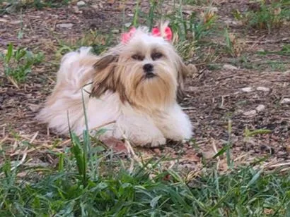 Cachorro raça Shitzu idade 2 anos nome Dolly 