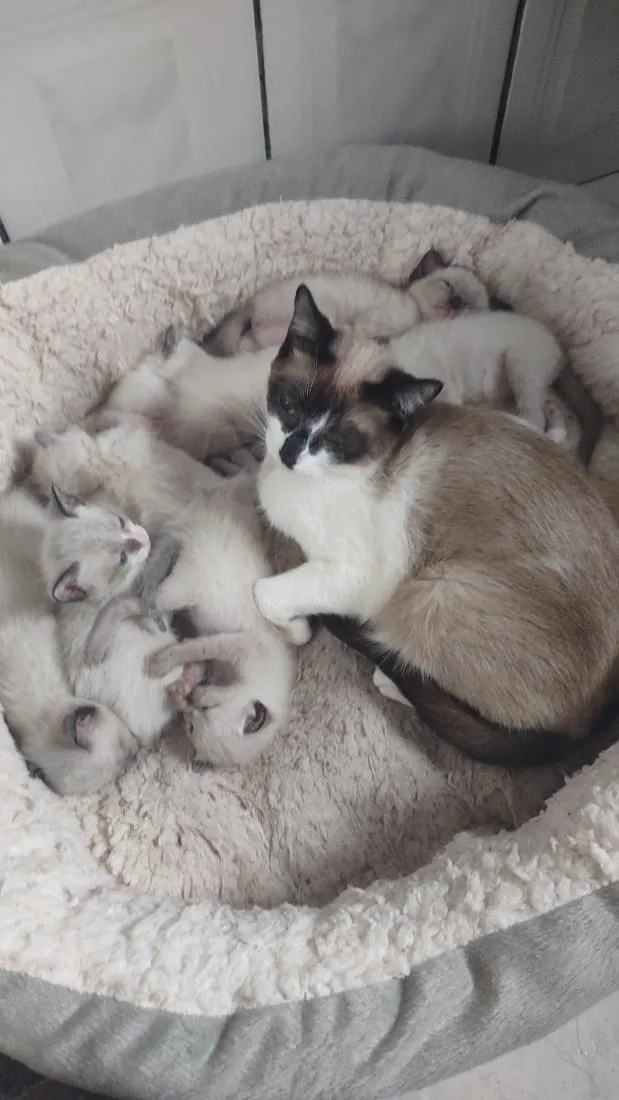 Gato raça Siamês idade 1 ano nome Polenta 