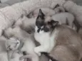Polenta 