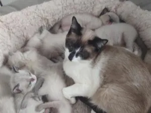 Gato raça Siamês idade 1 ano nome Polenta 