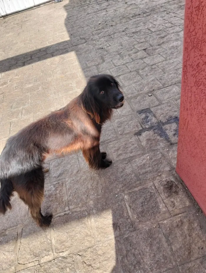 Cachorro raça SRD-ViraLata idade 3 anos nome Snape