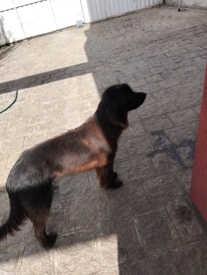 Cachorro raça SRD-ViraLata idade 3 anos nome Snape