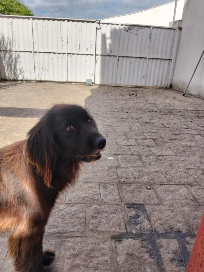 Cachorro raça SRD-ViraLata idade 3 anos nome Snape