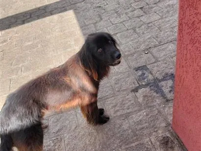 Cachorro raça SRD-ViraLata idade 3 anos nome Snape