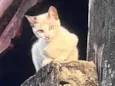 Pipoca