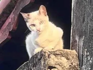 Gato raça SRD-ViraLata idade 2 a 6 meses nome Pipoca