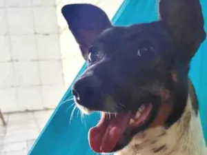 Cachorro raça SRD-ViraLata idade 1 ano nome Vida
