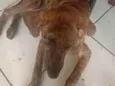 Atena