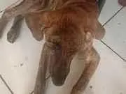 Cachorro raça SRD-ViraLata idade 7 a 11 meses nome Atena