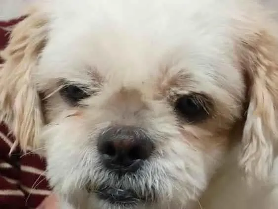 Cachorro raça Shitzu idade 2 anos nome bolinha/luke