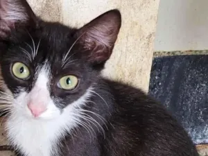 Gato raça SRD-ViraLata idade 2 a 6 meses nome Gil