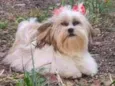 Dolly 