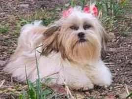 Cachorro raça Shitzu idade 2 anos nome Dolly 