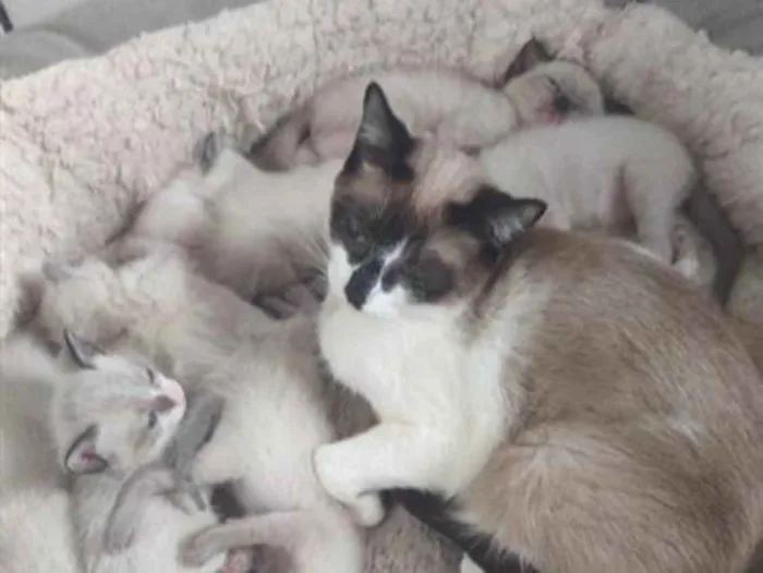 Gato raça Siamês idade 1 ano nome Polenta 