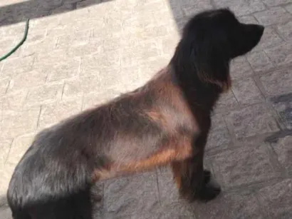 Cachorro raça SRD-ViraLata idade 3 anos nome Snape