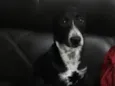 Maju