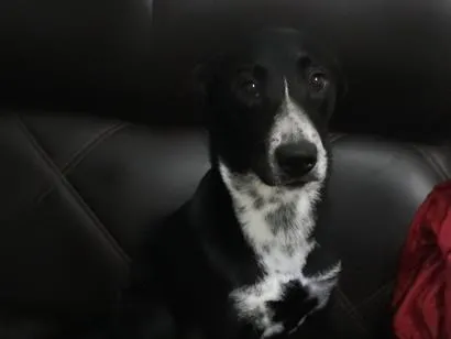 Cachorro raça SRD-ViraLata idade 7 a 11 meses nome Maju