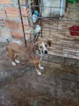 junquinha