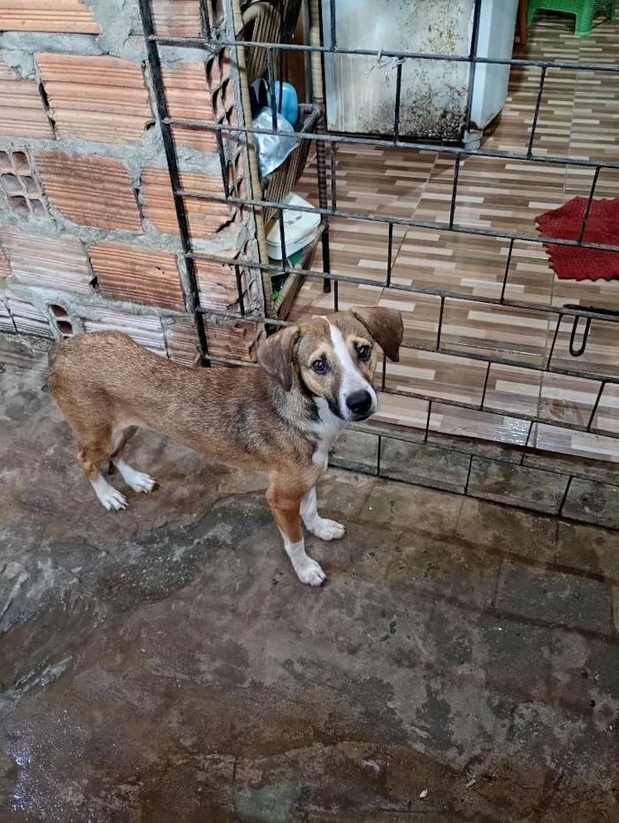 Cachorro raça SRD-ViraLata idade 1 ano nome junquinha