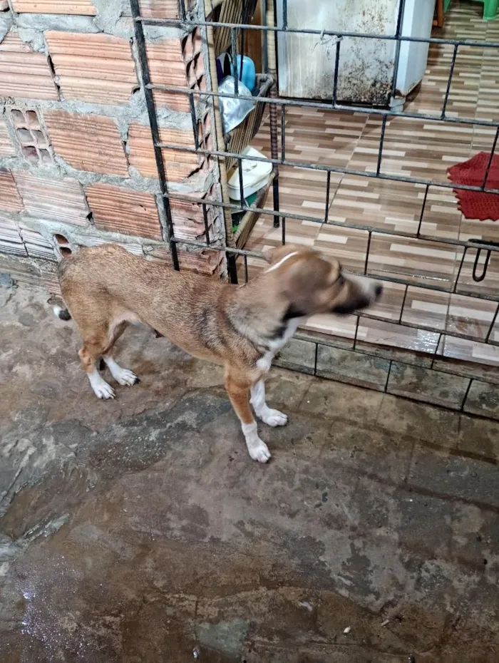 Cachorro raça SRD-ViraLata idade 1 ano nome junquinha