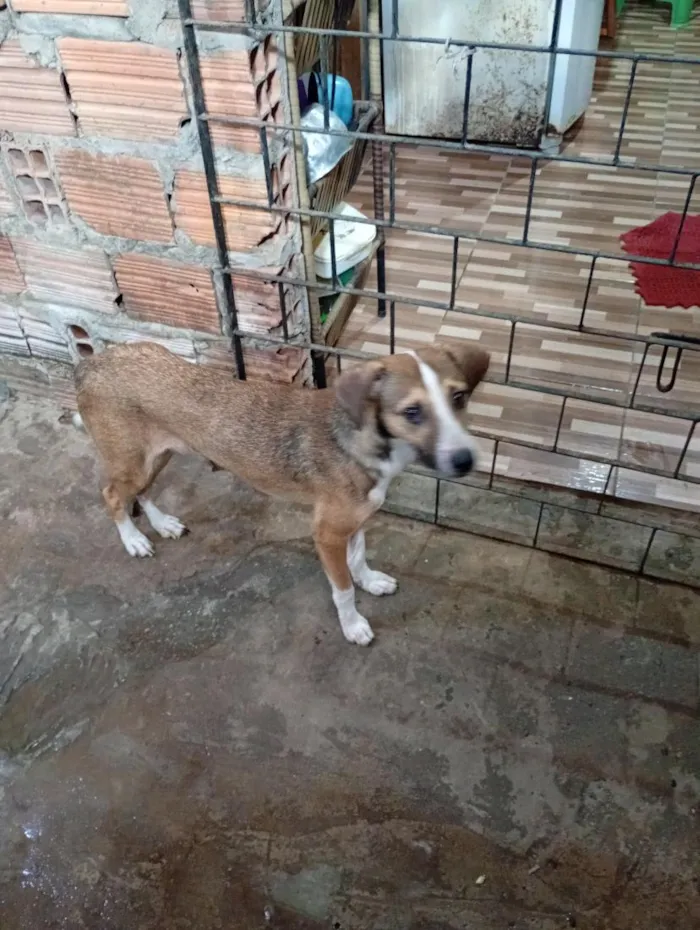Cachorro raça SRD-ViraLata idade 1 ano nome junquinha