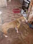 junquinha