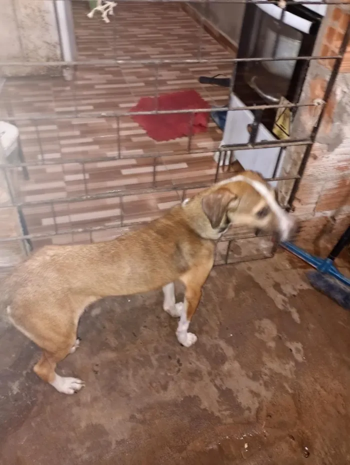Cachorro raça SRD-ViraLata idade 1 ano nome junquinha