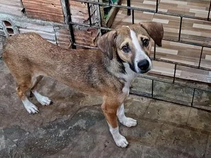 Cachorro raça SRD-ViraLata idade 1 ano nome junquinha