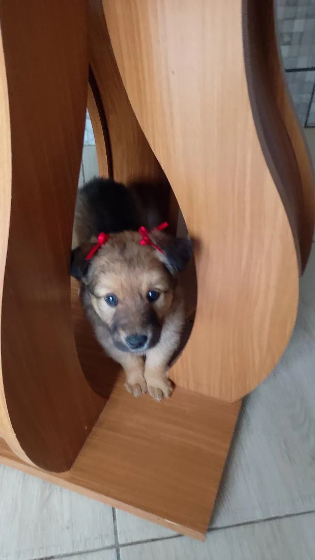Cachorro raça Pastor Alemão idade 2 a 6 meses nome Belinha e Guri